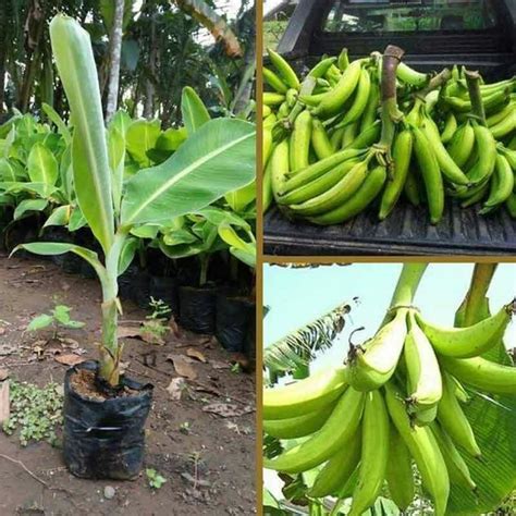 Jual Bibit Pohon Pisang Tanduk Banana Tanduk Hijau Manis Shopee