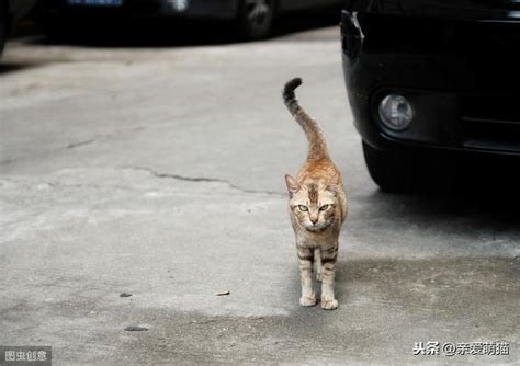 你是吸貓體質嗎？陌生貓咪會對你有5種行為，說明你很有貓緣 看頭條