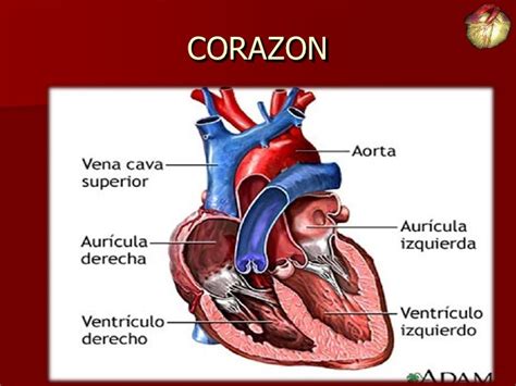 Anatomia De Corazon