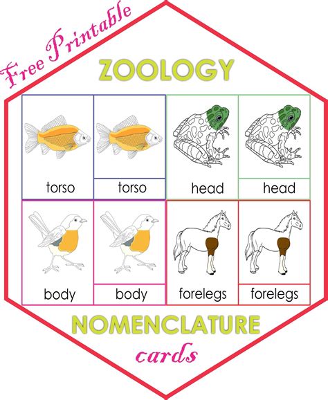 Zoology Nomenclature Cards Montessori | Montessoriseries