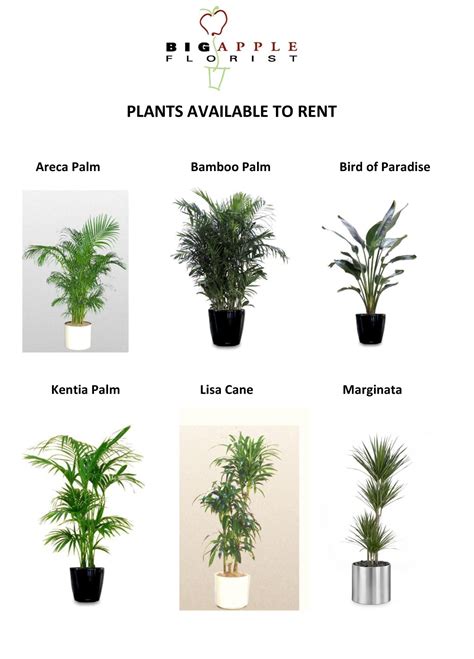 Plant Rental Options