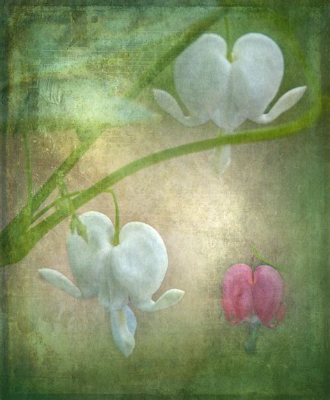 Hearts Photograph By Angie Vogel Fine Art America