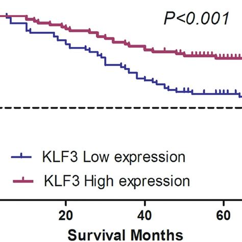 Correlation Between Kruppel Like Factor 3 Klf3 Mrna Expression And