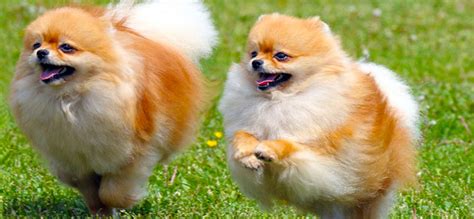 28 Fluffy Dog Breeds (Big and Small Breeds) | PlayBarkRun