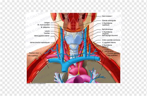 Cabeza y cuello anatomía triángulo anterior del órgano del cuello