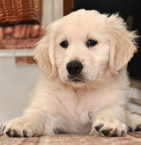 Dur E De Vie Dun Chien Golden Retriever Chien Nouvelles