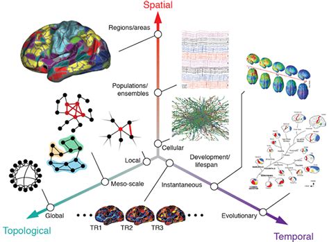 Brain Network Visualization