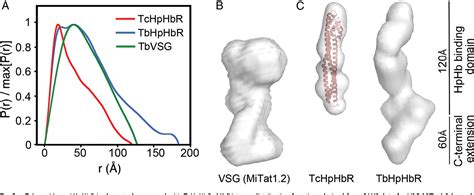 Figure 2 From Structure Of The Trypanosome Haptoglobinhemoglobin