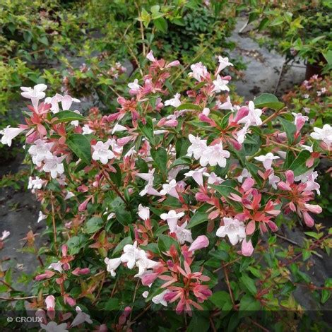 Abelia X Grandiflora Edward Goucher