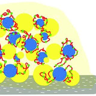 Scheme of intercellular interactions in the biofilm multiplication ...