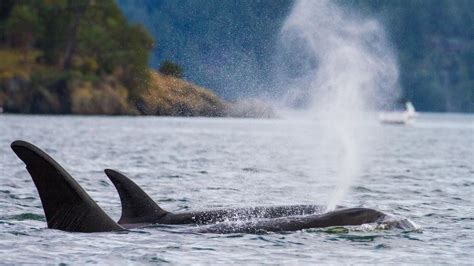 Petition · Save Southern Resident Orcas And Wild Salmon By Removing The 4