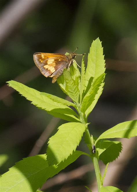 Poanes Hobomok Hobomok Hobomok Skipper Male Canada Onta Flickr