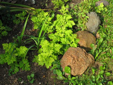 Девичья ромашка - неприхотливый цветущий многолетник, который ...