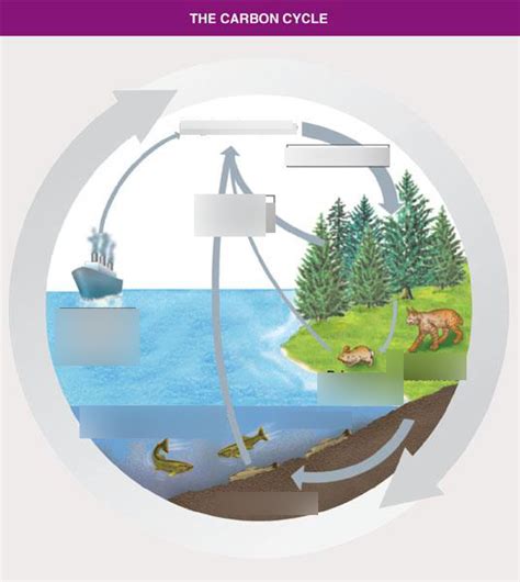 Carbon Cycle Diagram Quizlet