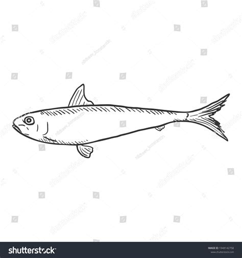 Sketch Sardine Fish Vector Illustration Side Stock Vector Royalty Free