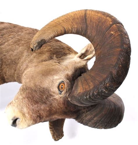 Bighorn Sheep Ram Two Full Mounts Charging