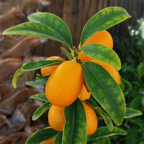 Citrus Trees Harlow Gardens