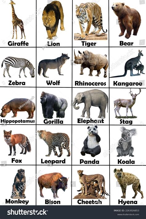 Wild Animals Pictures Chart