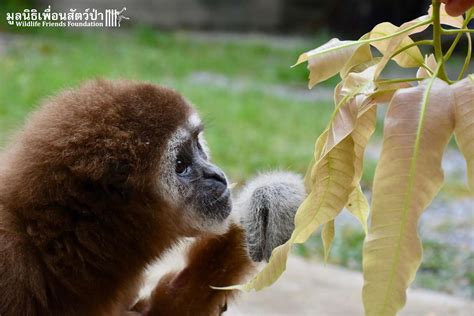 Wild Gibbon Kept As Human Baby For 15 Years - The Dodo