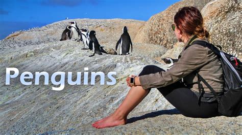 Penguins Flightless Birds That Conquered The Cold Youtube