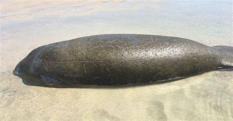 What to do if you spot a stranded manatee in FL