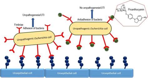 Cranberry Uti Mechanism at Jasper Corral blog