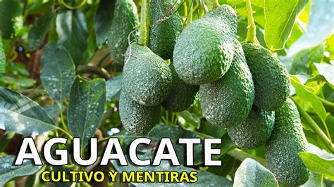 No Esperes A Os Para Cosechar Tu Aguacate O Palta Cultiva Este Rbol