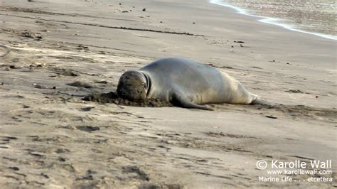 Hawaiian Monk Seals Gallery