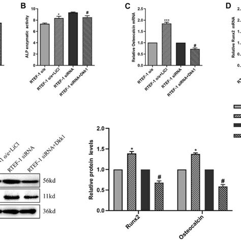 The Wntβ‐catenin Signaling Pathway Is Involved In Rtef 1 Driven Download Scientific Diagram