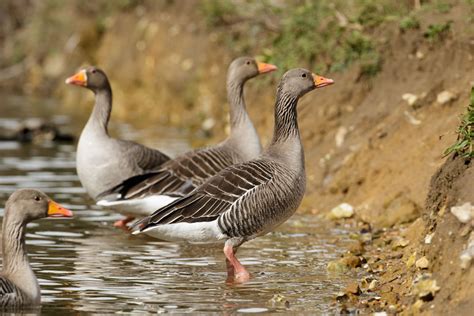 Greylag Geese | Everything is Permuted