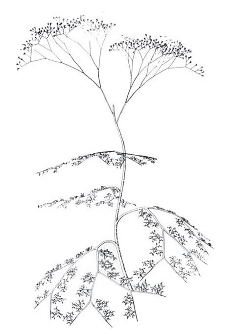 Premiers Spermatophytes Spermatophytes Diversit Et Classification