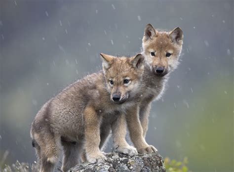 Ensure gray wolves have a future - WildEarth Guardians