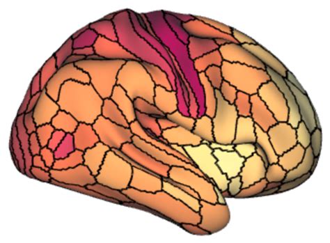 Mapping Myelin Development In The Human Brain Harvard Brain Science