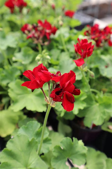 Geraniums · Free Stock Photo