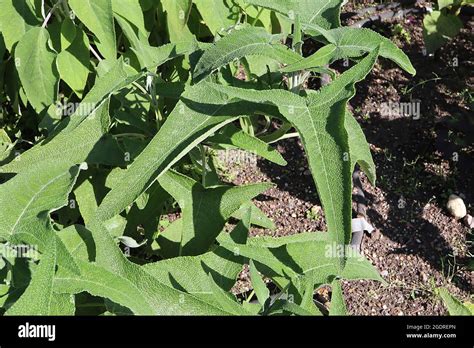 Salvia Sagittata Leaves Only Arrow Leaf Sage Large Arrow Shaped