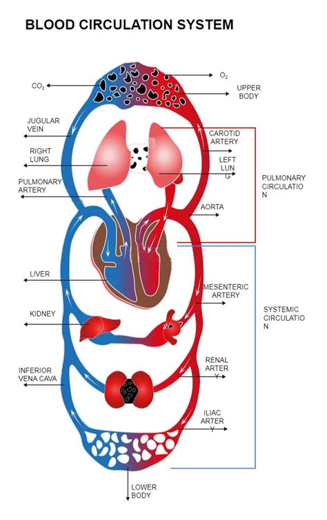 Blood Circulation Diagram Health And Fitness Magazine Health And