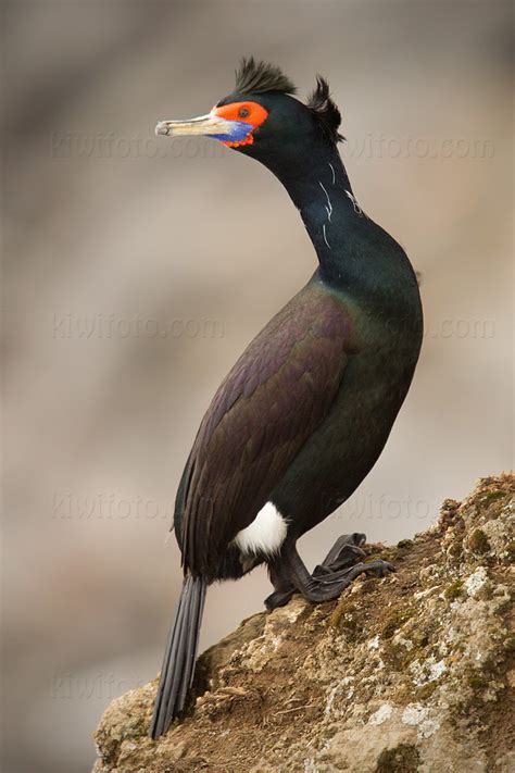 Photography Bird Wildlife Nature Christopher Taylor Alaska 2012