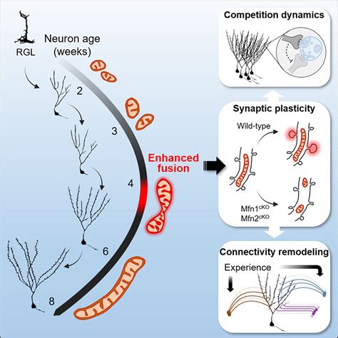 Enhanced Mitochondrial Fusion During A Critical Period Of Synaptic