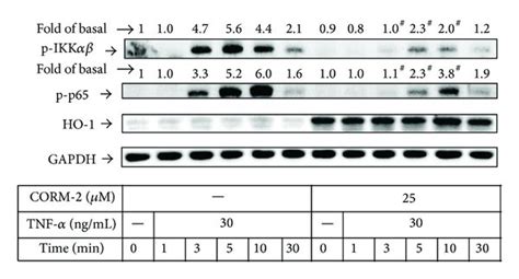 Effect Of Corm On Tnf Induced Nf B Activation And Cpla