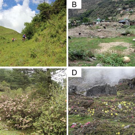 Bumble bee habitats in Arunachal Pradesh A Grass–/shrubland at ...