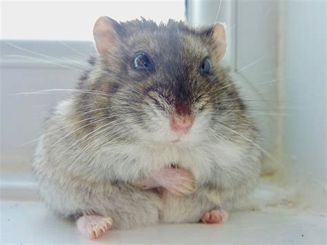 The Big & Beautiful - A Guide to Caring for Fat Hamsters - Hamster Spruce