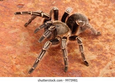 Aphonopelma Images Stock Photos D Objects Vectors Shutterstock