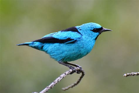 Brazilian Birds: Thraupidae (parte 1)