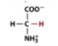 Amino Acid Quiz Biochem Flashcards Quizlet