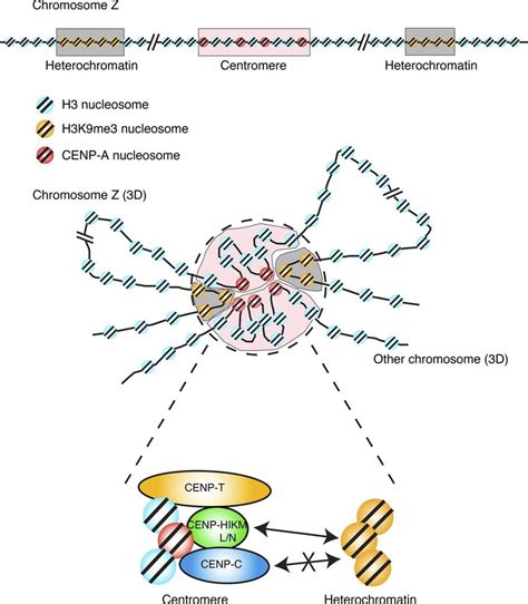 A Proposed Model Of D Architecture Of The Genome Including The