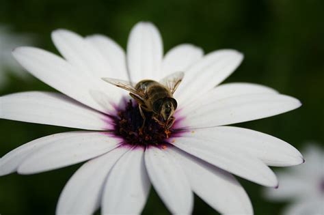 Focus Photography Of Yellow And Black Bee Piercing On White Petaled