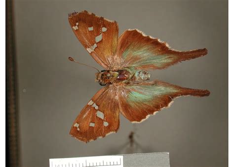 urbanus prodicus type specimens