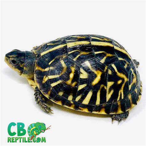 Box Turtle For Sale Baby Box Turtles For Sale Eastern Box Turtle For