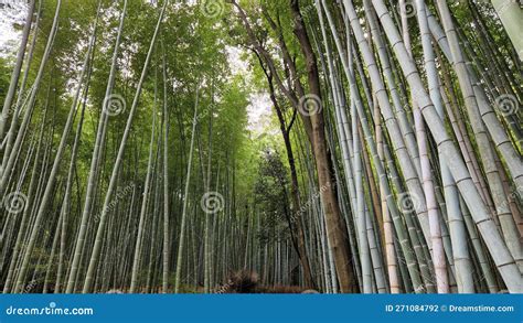 Kyoto Famous Bamboo Forest Colors Stock Photo - Image of branch, nature ...