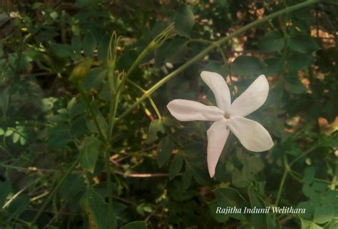 Jasminum Grandiflorum Common Name